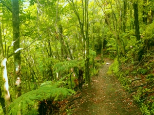 Ohope Trail